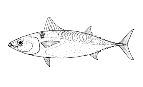 Auxis Thazard (Thazard Frigate Tuna) Coloring Page